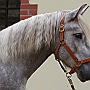 Spanish Norman Horse 1 (8)